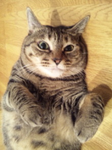 mamitasu <!--:fr-->Nakagawa Neko~10<!--:--><!--:en-->Nakagawa Neko~10<!--:--><!--:ja-->中川ネコ～10<!--:-->