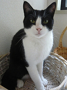 mataro <!--:fr-->Nakagawa Neko~10<!--:--><!--:en-->Nakagawa Neko~10<!--:--><!--:ja-->中川ネコ～10<!--:-->