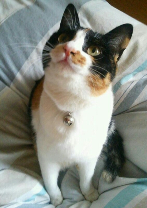 tsukushi <!--:fr-->Nakagawa Neko~10<!--:--><!--:en-->Nakagawa Neko~10<!--:--><!--:ja-->中川ネコ～10<!--:-->