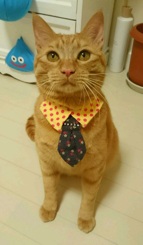 mepo <!--:fr-->Nakagawa Neko~10<!--:--><!--:en-->Nakagawa Neko~10<!--:--><!--:ja-->中川ネコ～10<!--:-->
