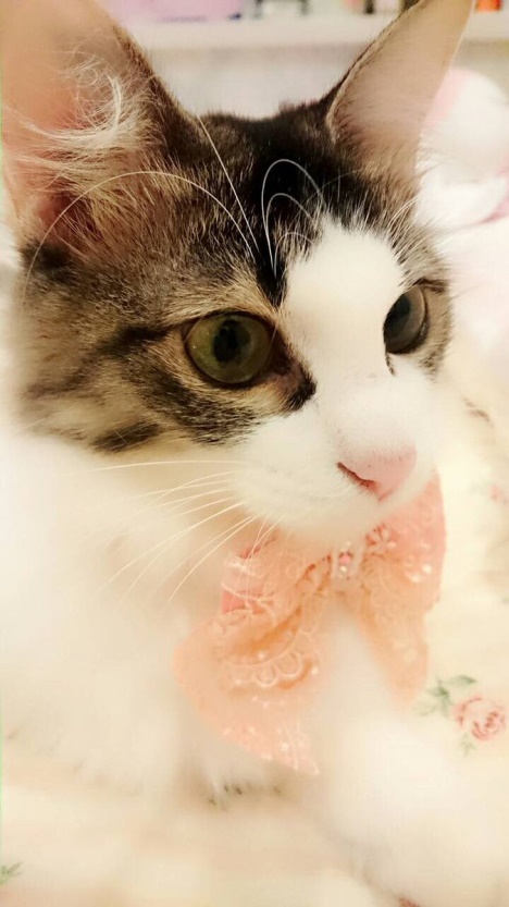 pink <!--:fr-->Nakagawa Neko~10<!--:--><!--:en-->Nakagawa Neko~10<!--:--><!--:ja-->中川ネコ～10<!--:-->
