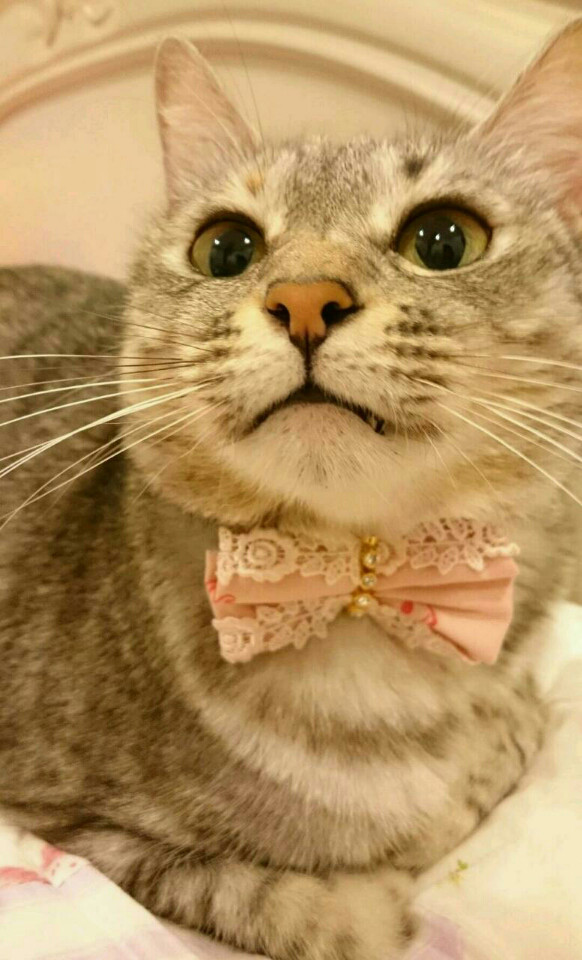 tsukushi <!--:fr-->Nakagawa Neko~10<!--:--><!--:en-->Nakagawa Neko~10<!--:--><!--:ja-->中川ネコ～10<!--:-->